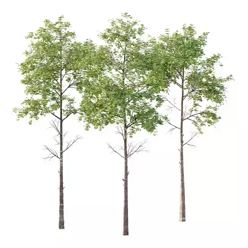 fagus sylvatica Tree 01 3D model fagus sylvatica Tree 01 3D model