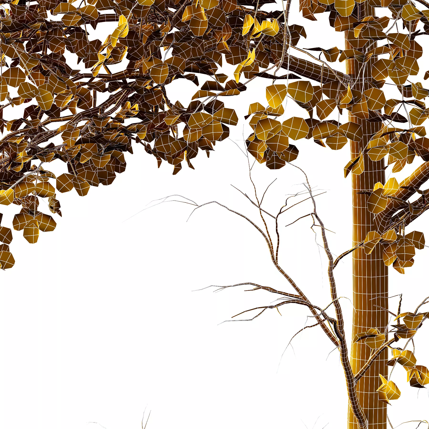 fagus sylvatica Tree 01 3D model_5