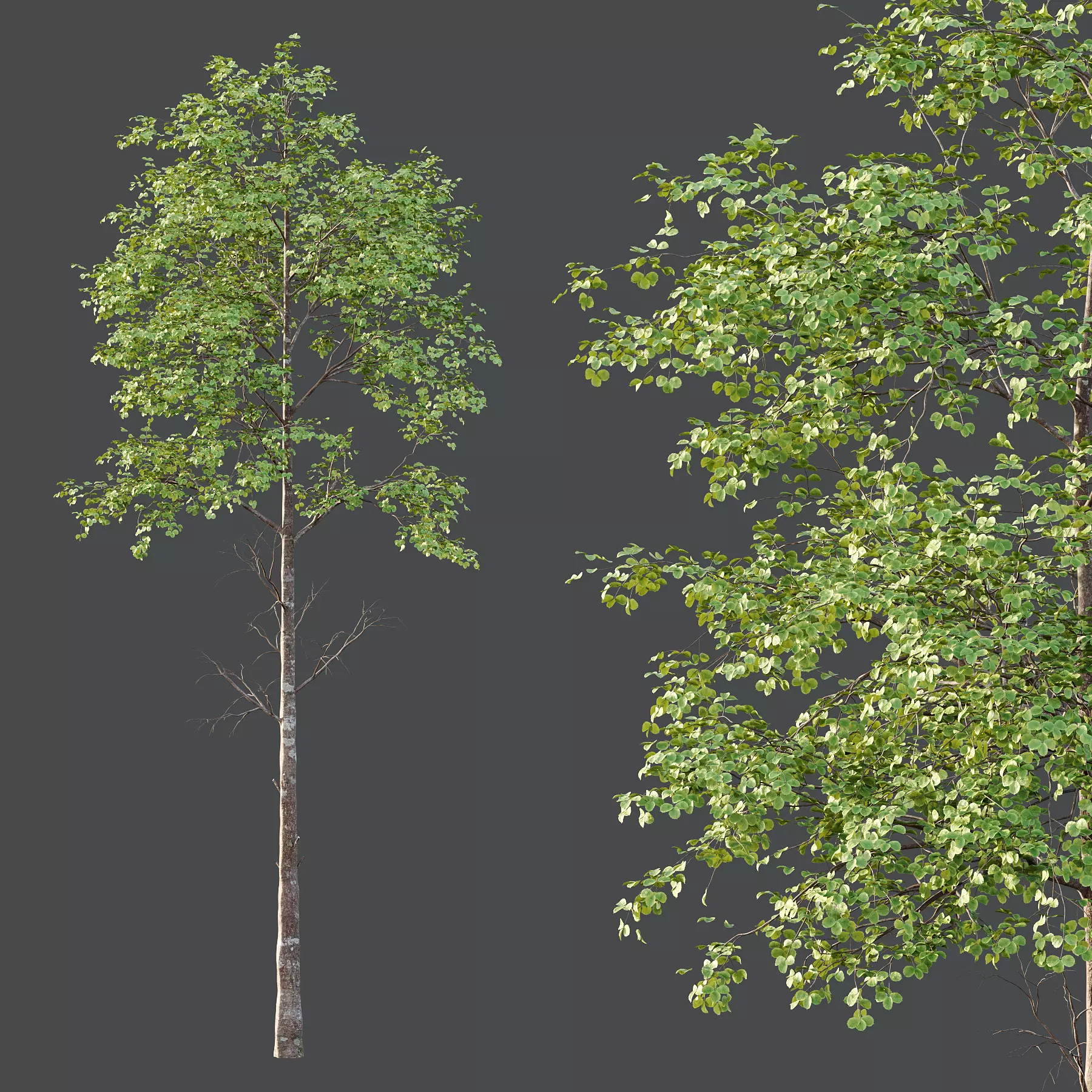 fagus sylvatica Tree 01 3D model_4