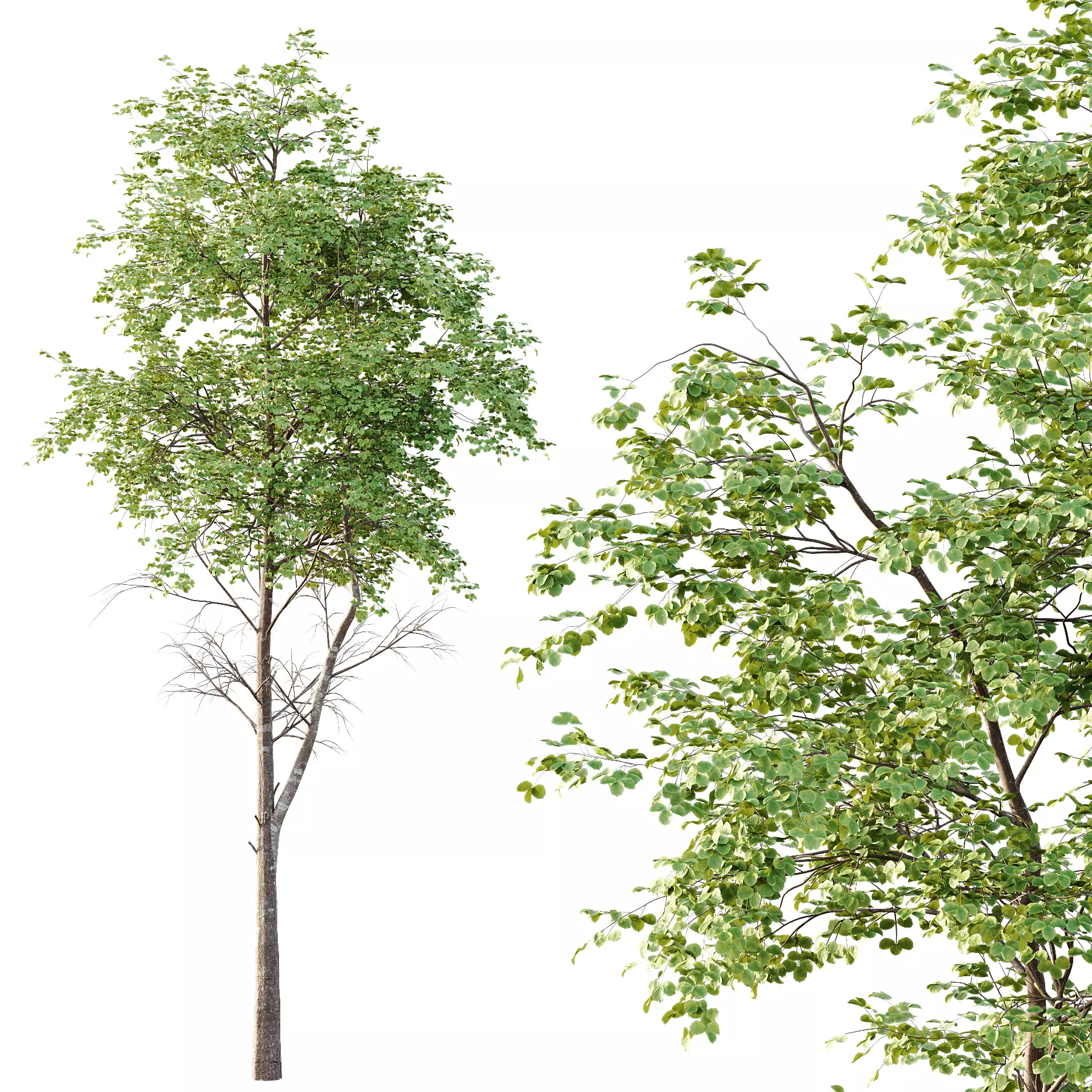 fagus sylvatica tree 02 3D model_2