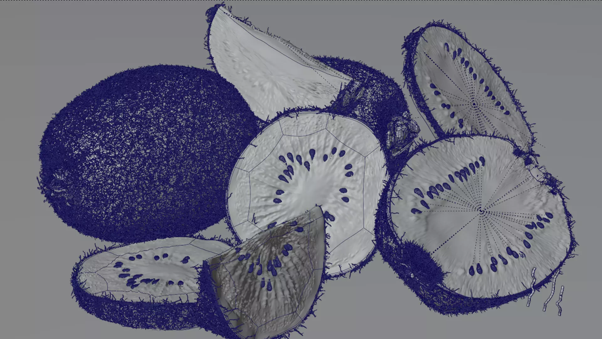 Realistic Kiwi Collection Low-poly 3D model_18