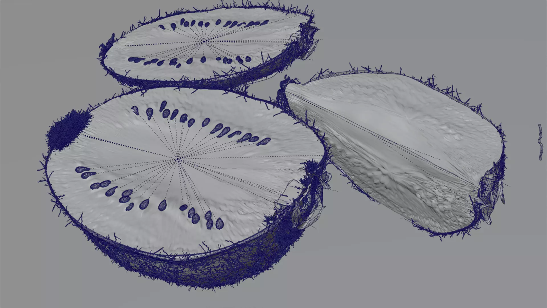 Realistic Kiwi Collection Low-poly 3D model_25