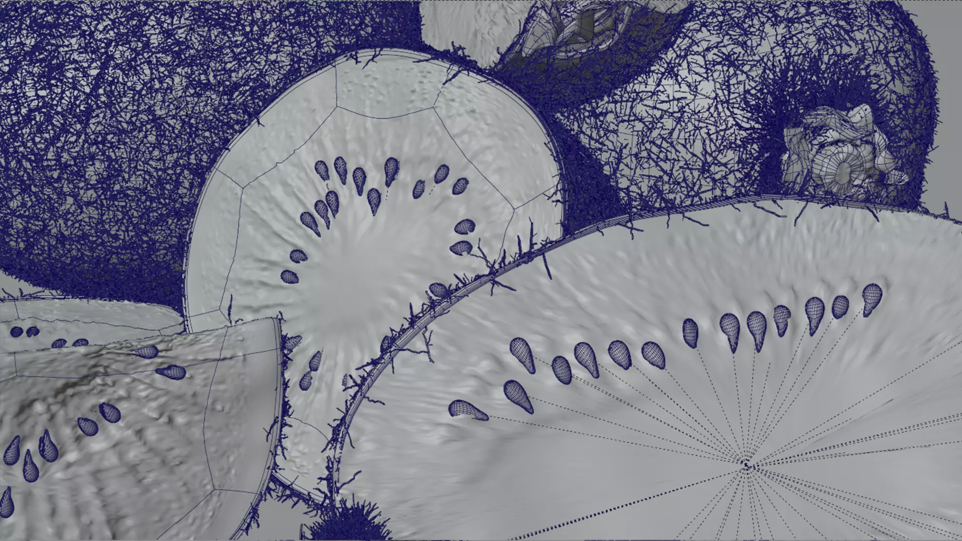 Realistic Kiwi Collection Low-poly 3D model_21