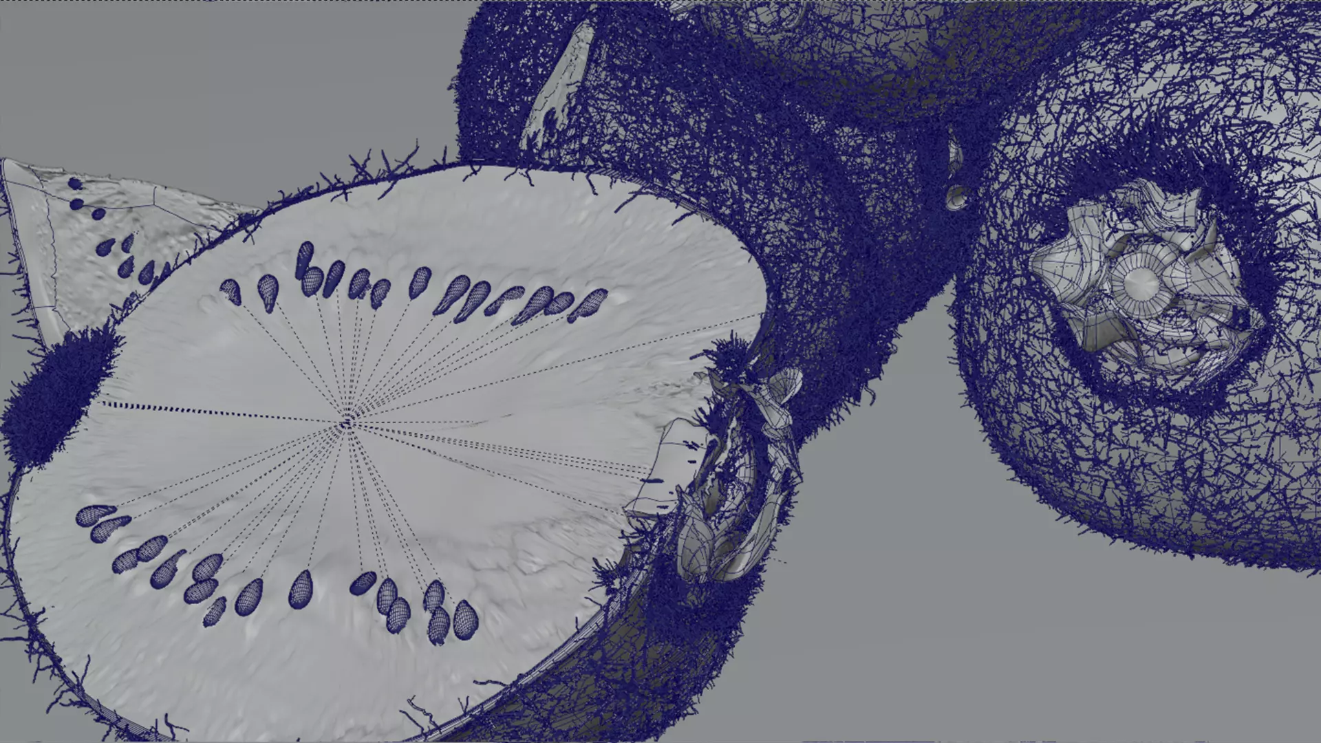 Realistic Kiwi Collection Low-poly 3D model_24