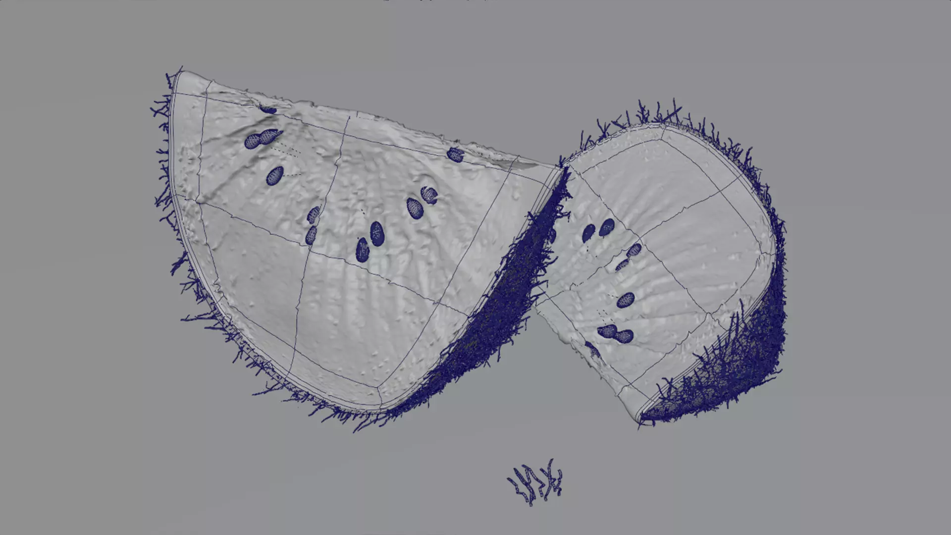 Realistic Kiwi Collection Low-poly 3D model_20