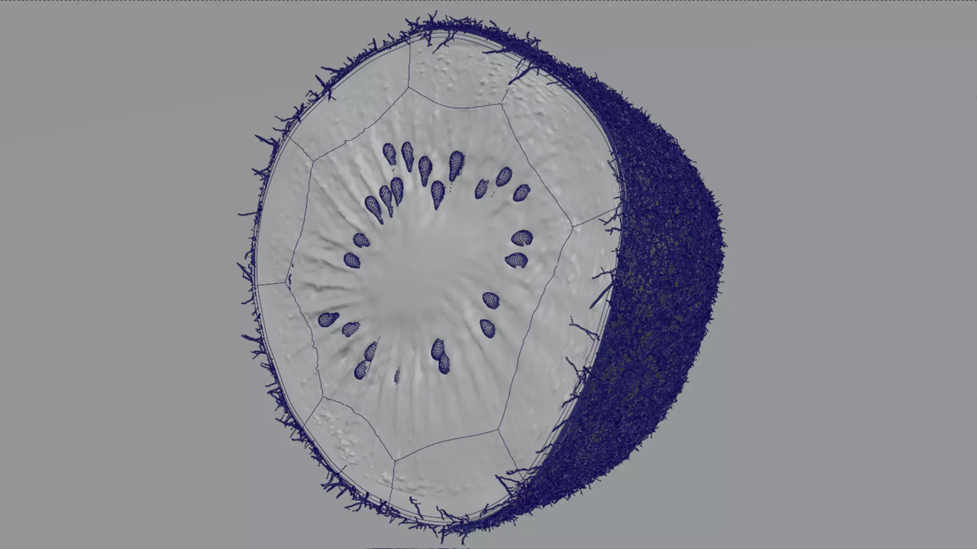 Realistic Kiwi Collection Low-poly 3D model_19