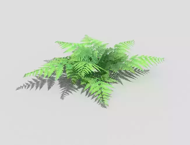 forest fern