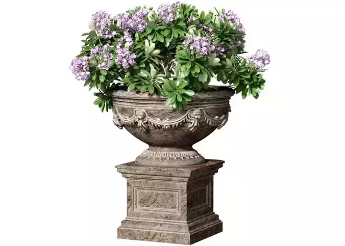 A plant with lilac flowers in a classic garden vase urn planter
