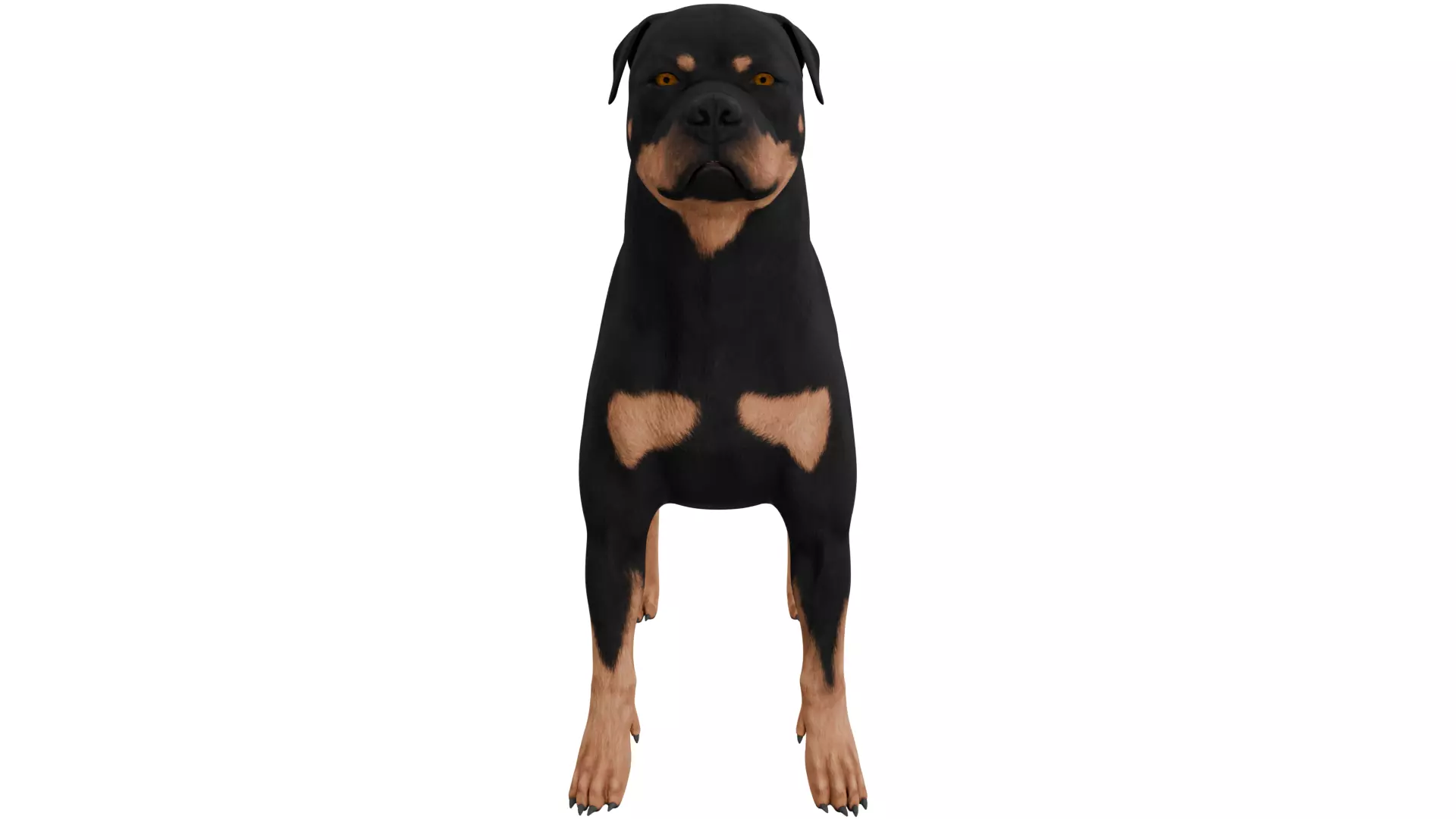Rottweiler 3D model_7