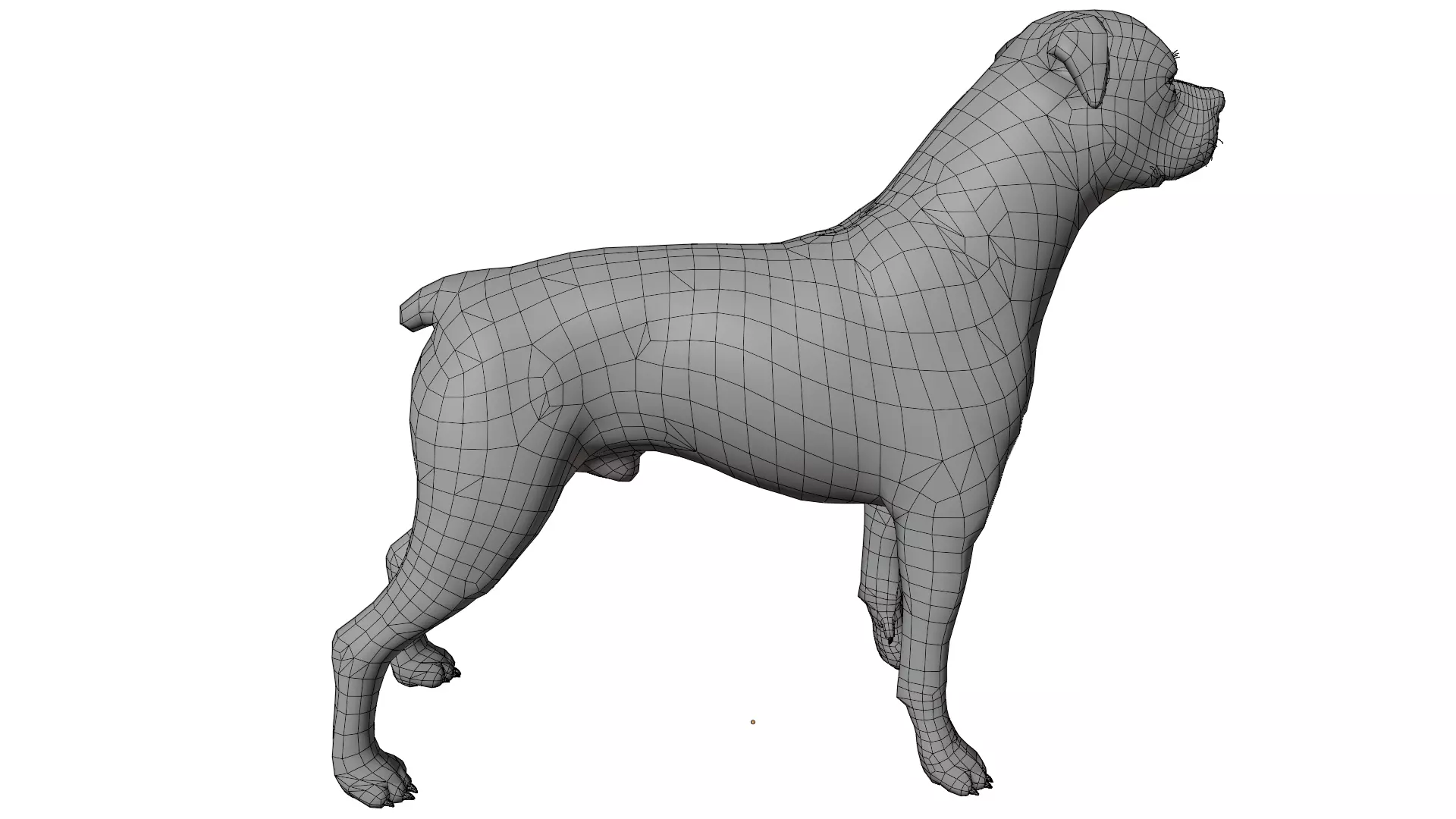 Rottweiler 3D model_14
