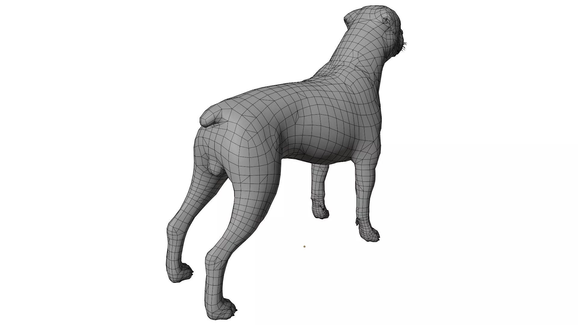 Rottweiler 3D model_13