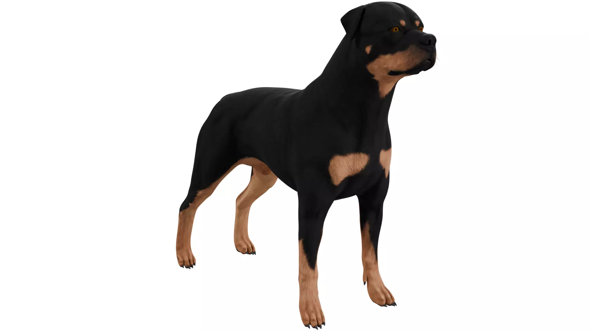 Rottweiler 3D model_6