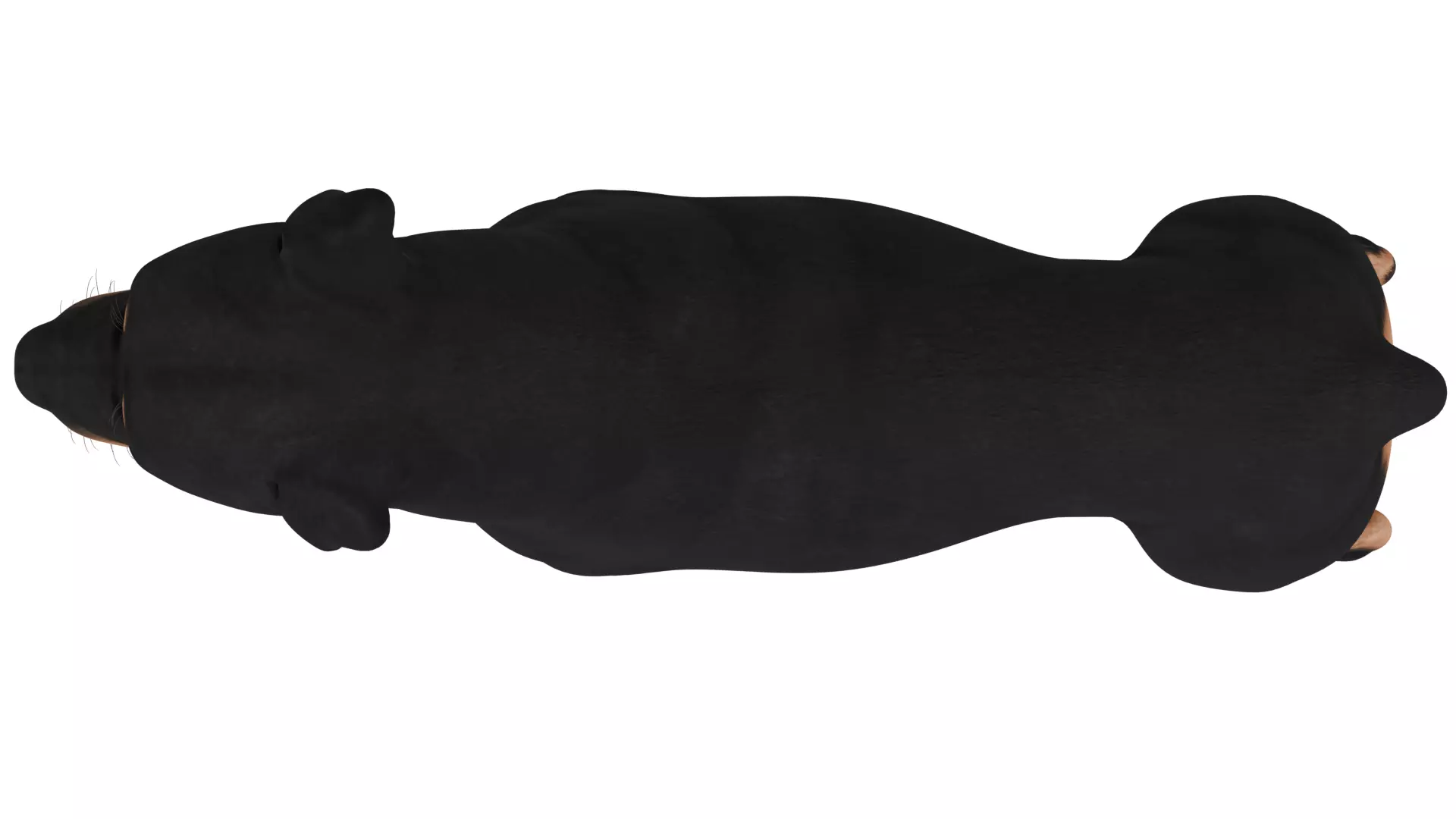 Rottweiler 3D model_8