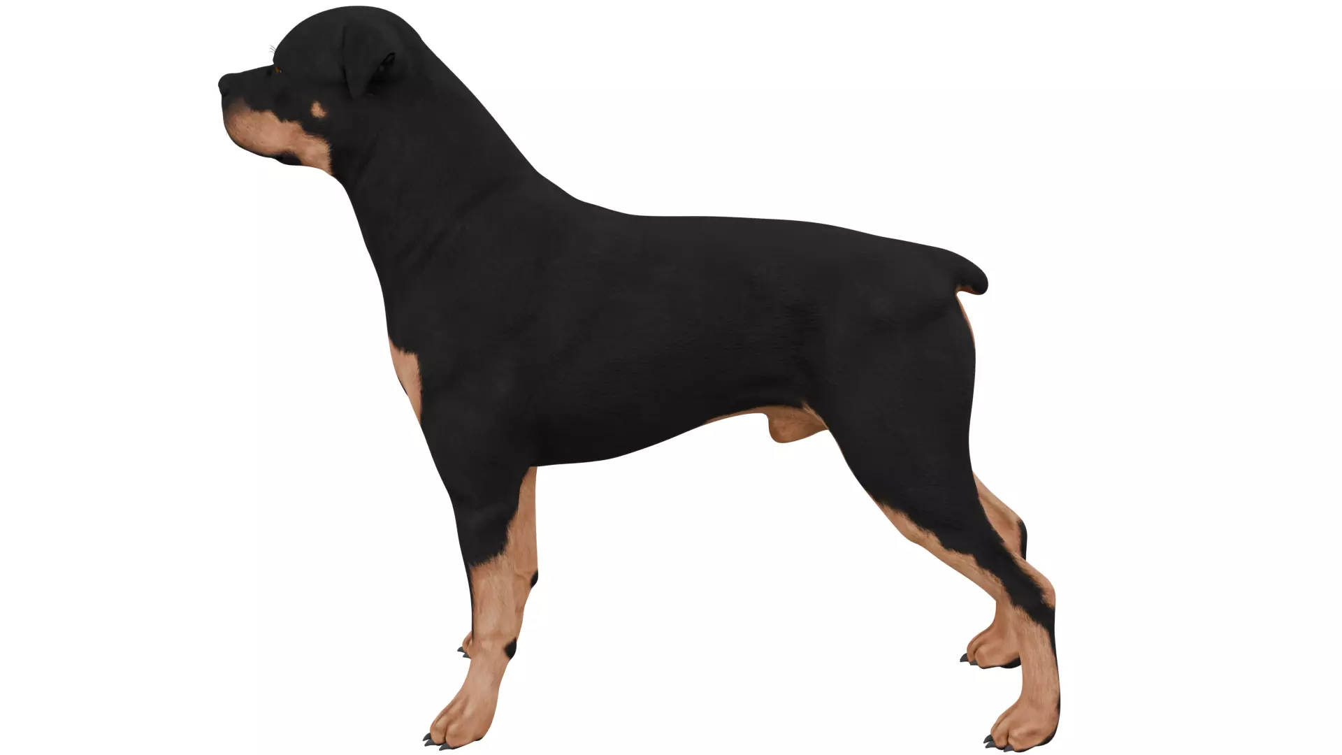Rottweiler 3D model_1