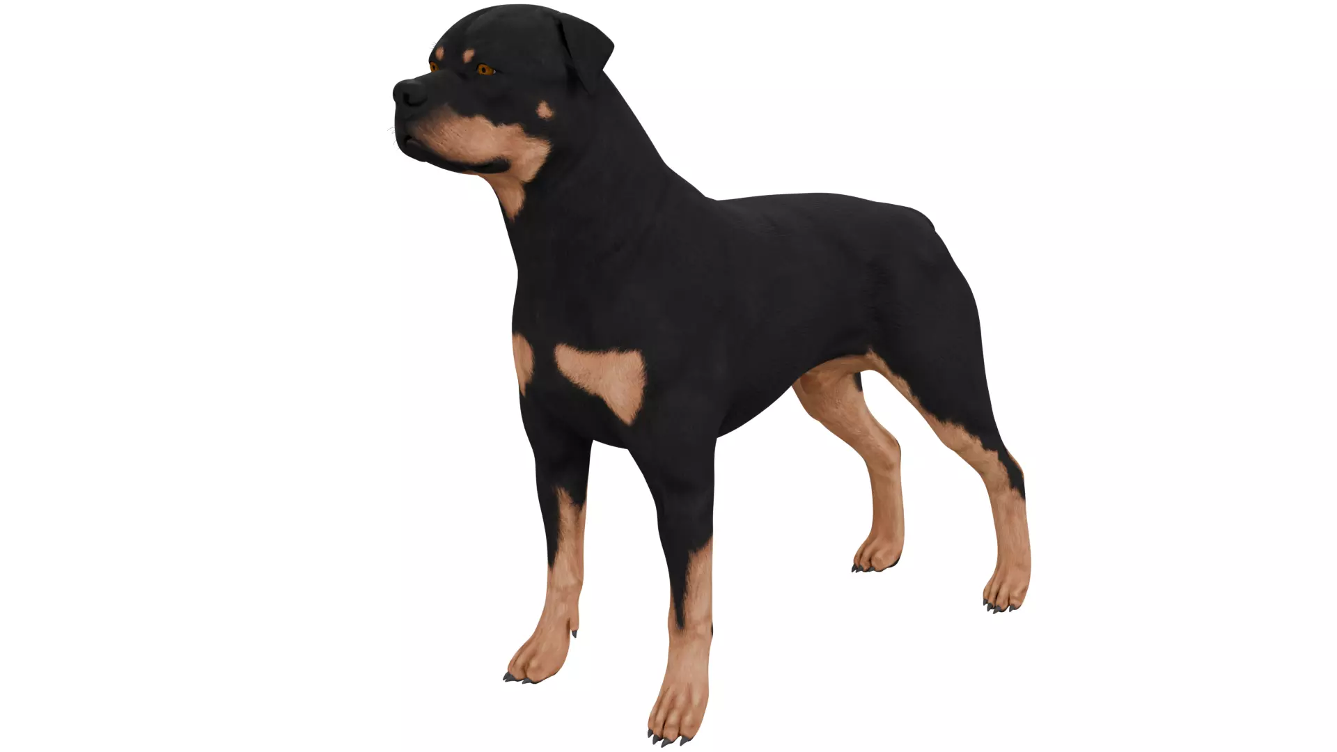 Rottweiler 3D model_0