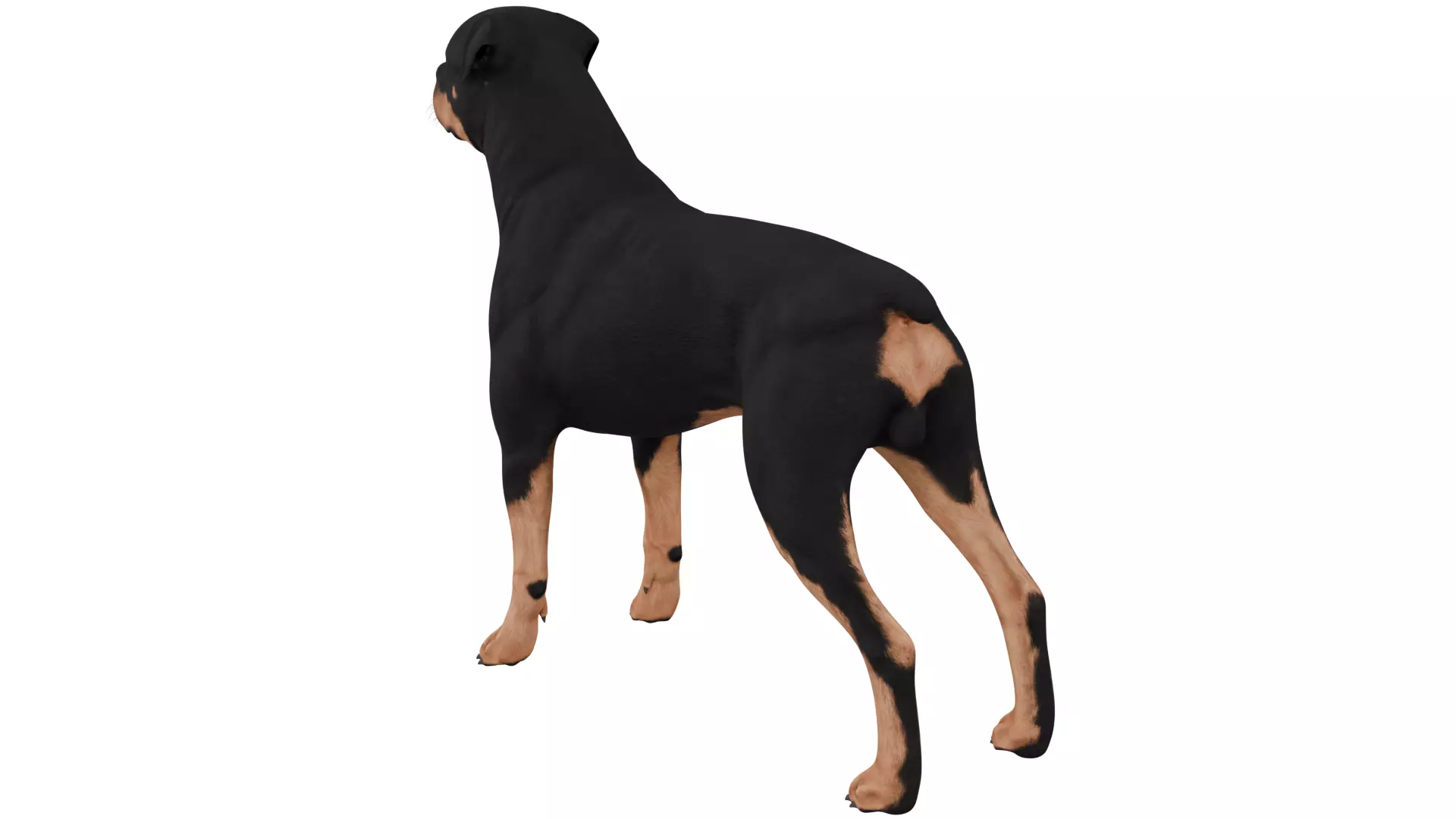 Rottweiler 3D model_2
