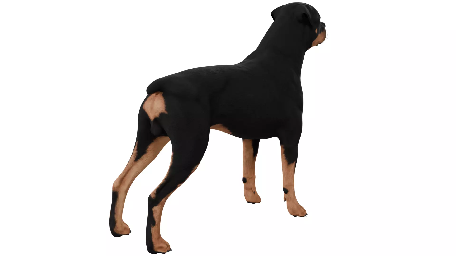 Rottweiler 3D model_4