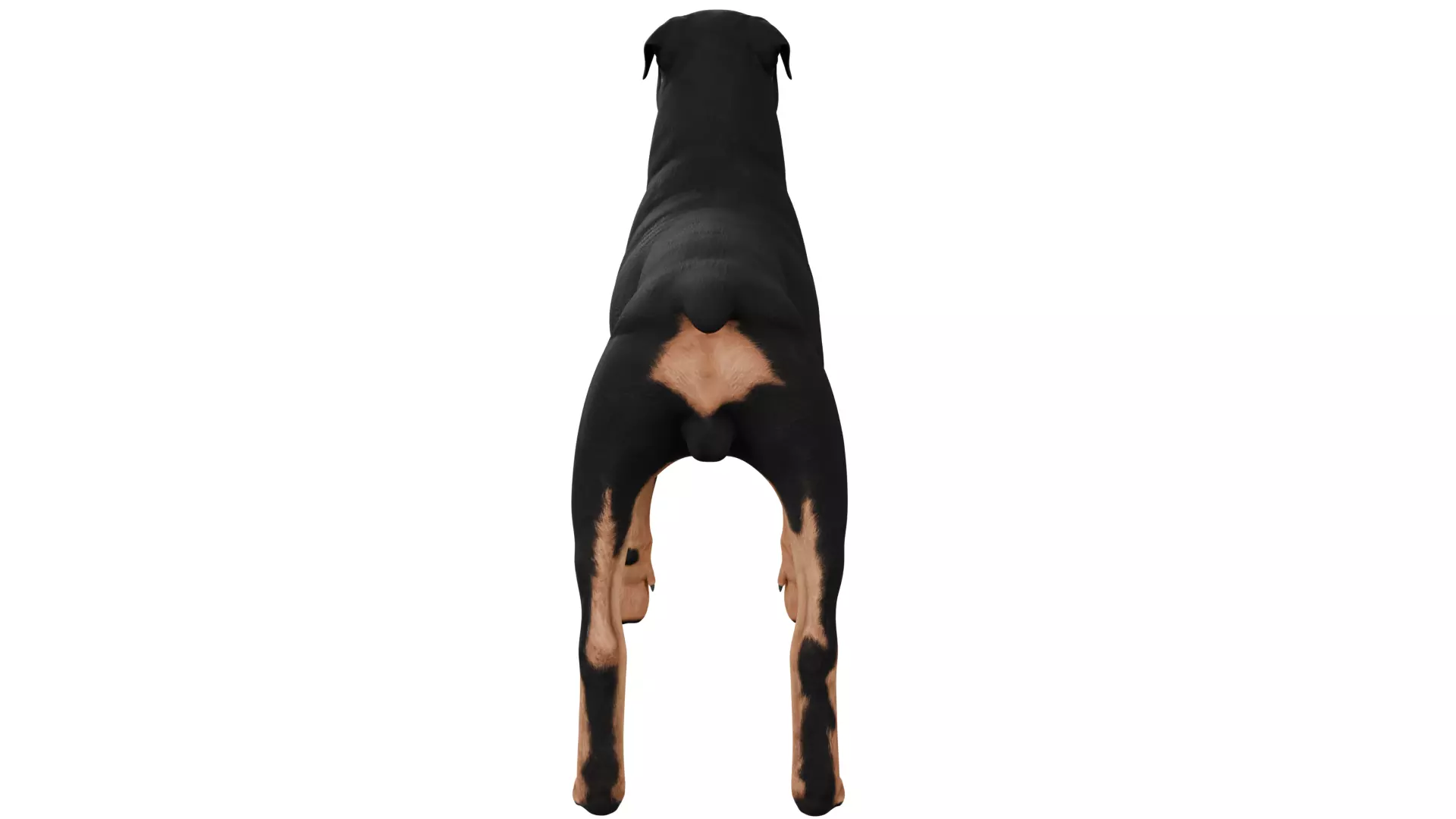 Rottweiler 3D model_3