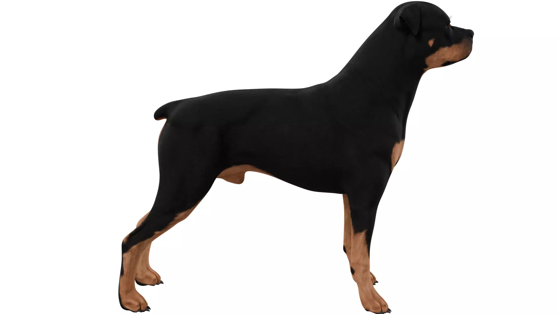 Rottweiler 3D model_5