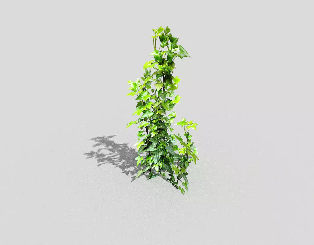 Plant ivy Low-poly 3D model