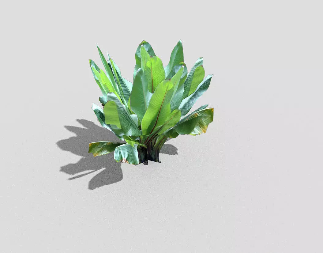 Plant banana Low-poly 3D model