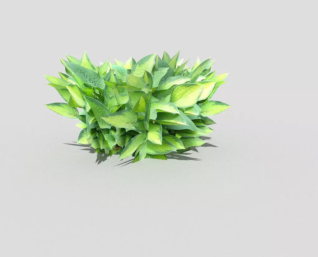 Plant Low-poly 3D model