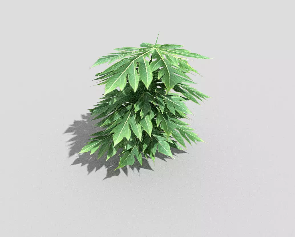 Plant Low-poly 3D model