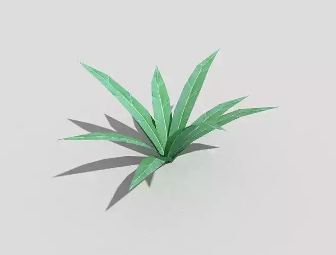 Plant aloe vera