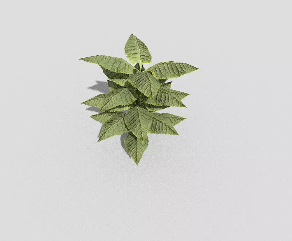 Plant Low-poly 3D model