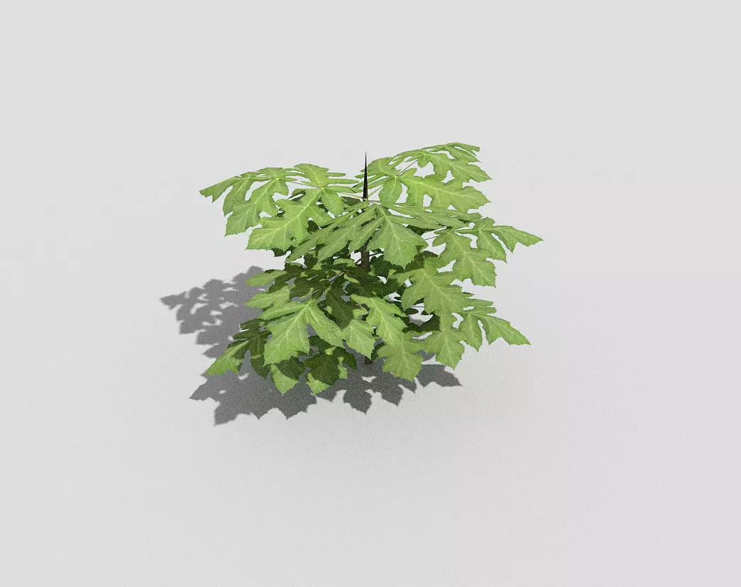 Plant Low-poly 3D model