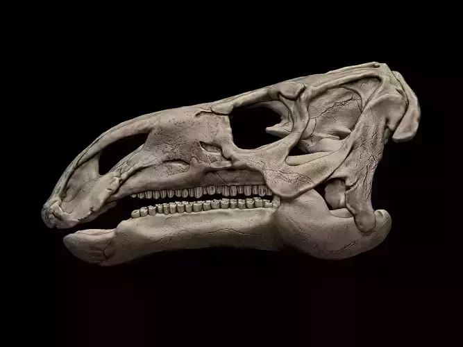 Iguanodon Skull