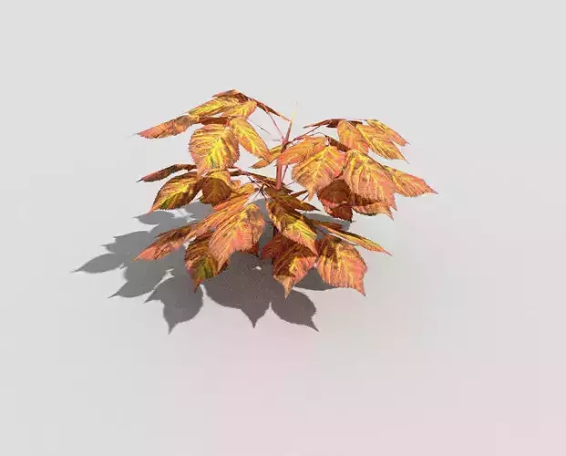 Plant with orange leaves