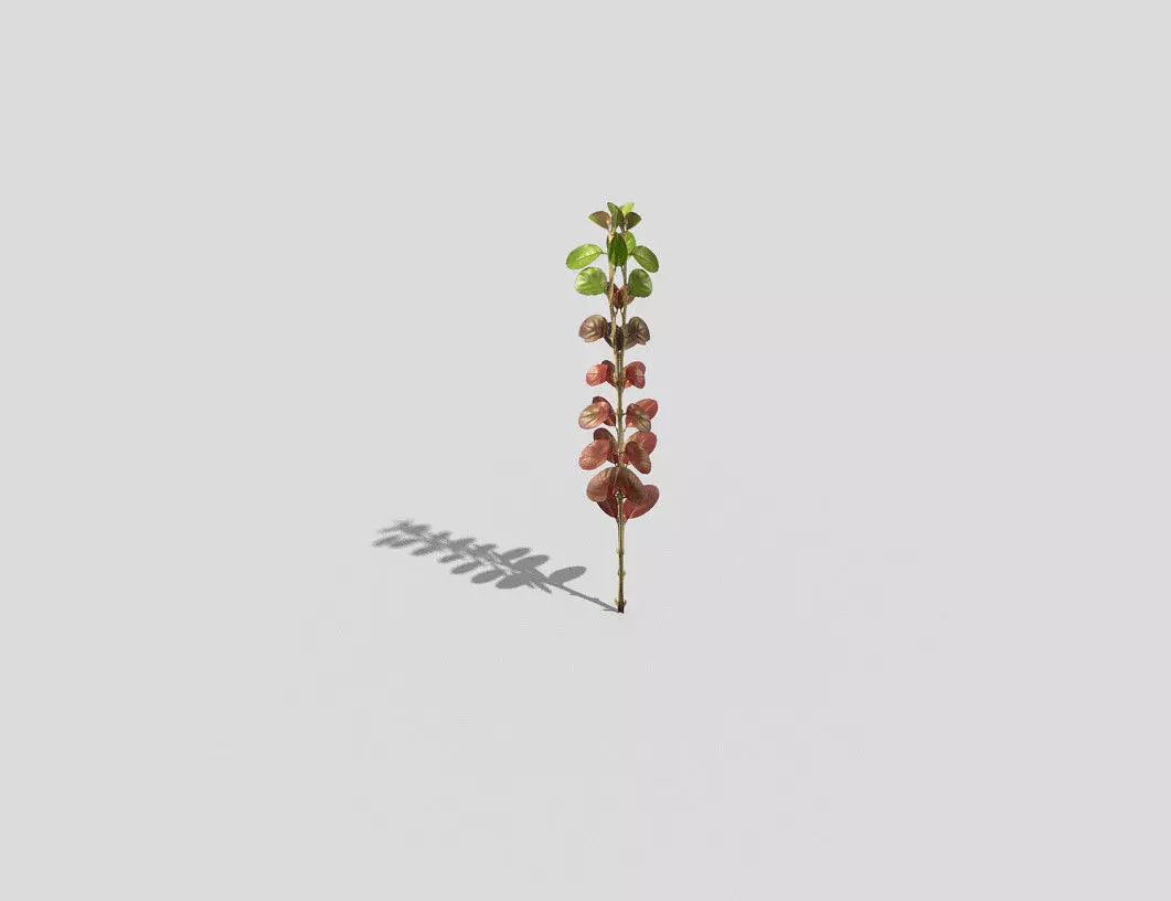 Plant Low-poly 3D model
