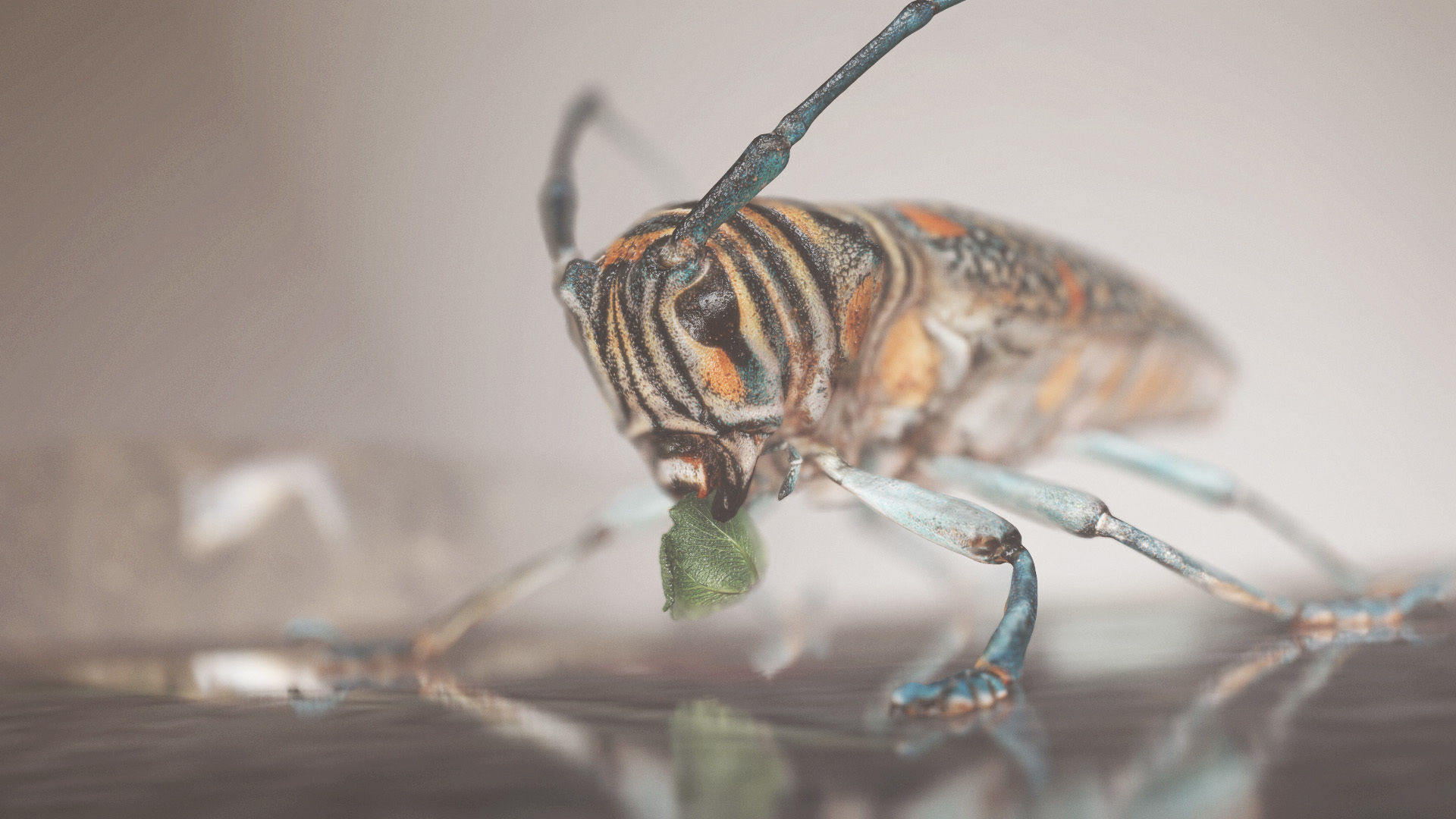 Rigged Insect Zographus Regalis Centralis Low-poly 3D model_10