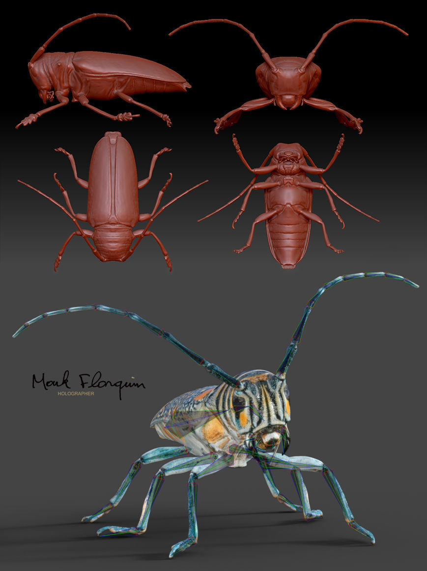 Rigged Insect Zographus Regalis Centralis Low-poly 3D model_1
