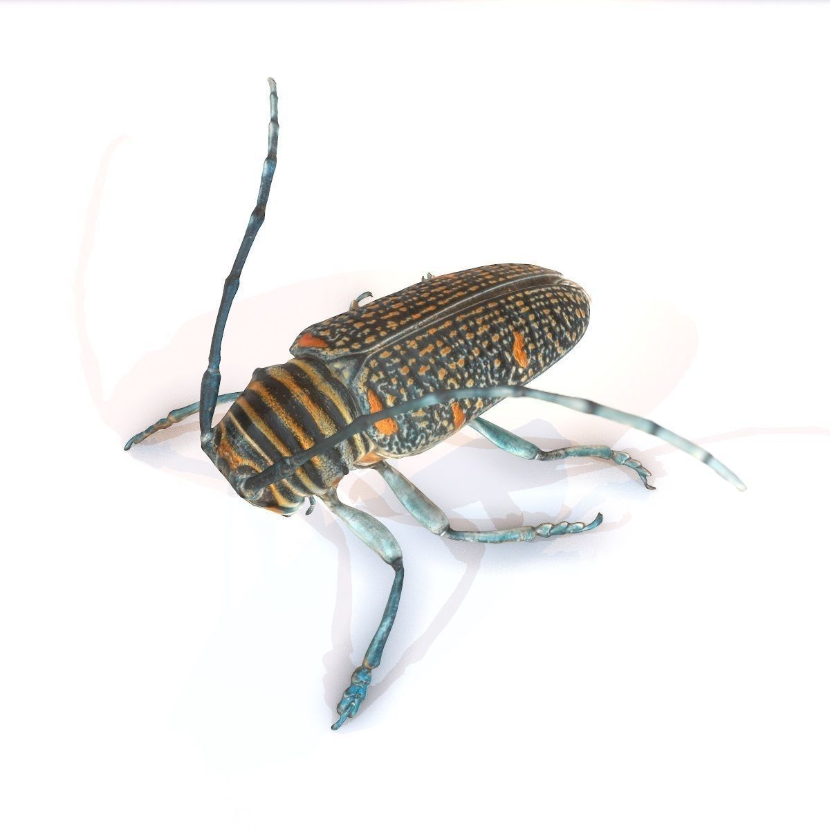 Rigged Insect Zographus Regalis Centralis Low-poly 3D model_5
