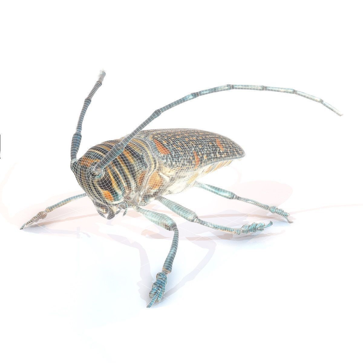 Rigged Insect Zographus Regalis Centralis Low-poly 3D model_8