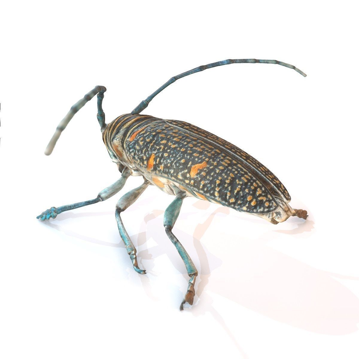 Rigged Insect Zographus Regalis Centralis Low-poly 3D model_6