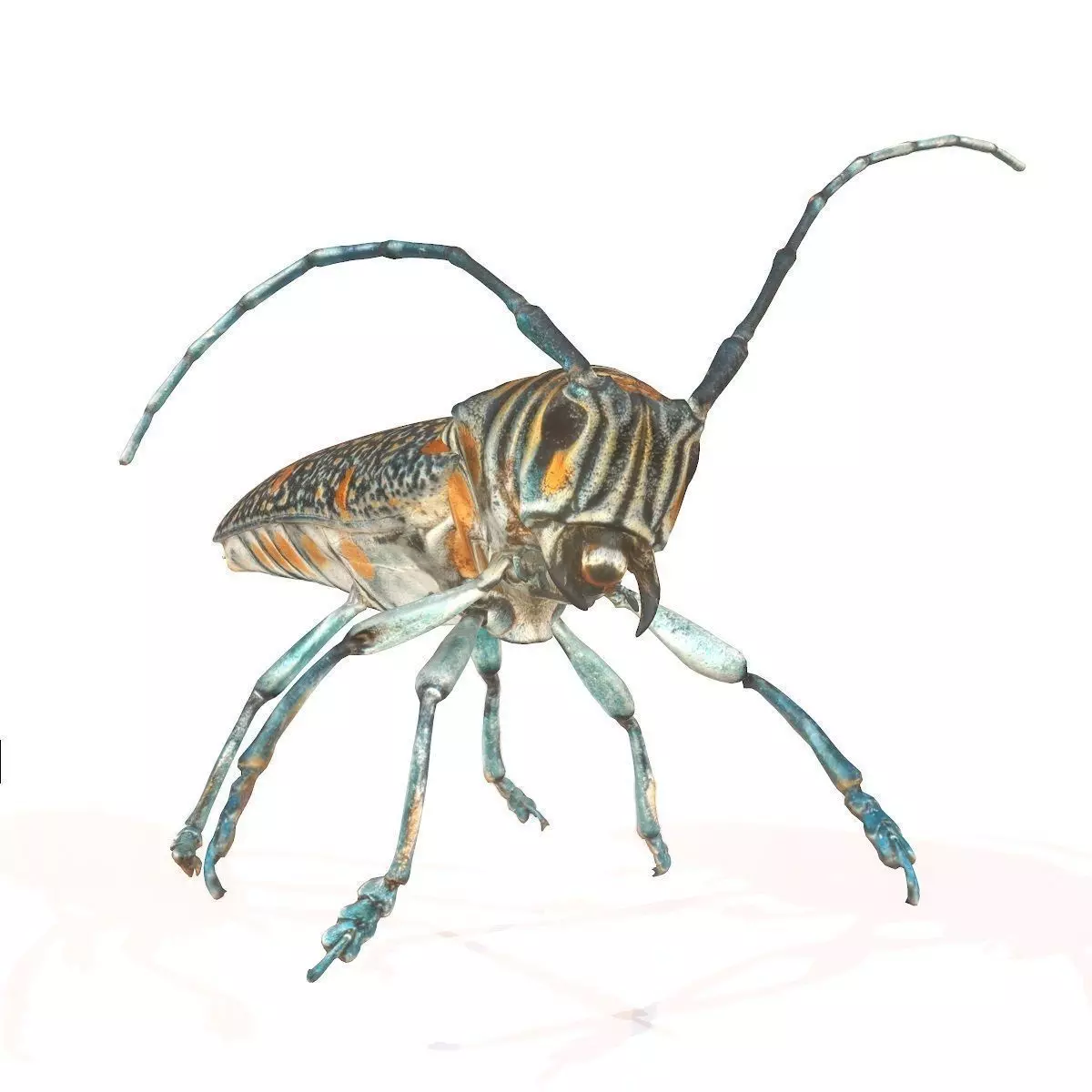 Rigged Insect Zographus Regalis Centralis Low-poly 3D model_0