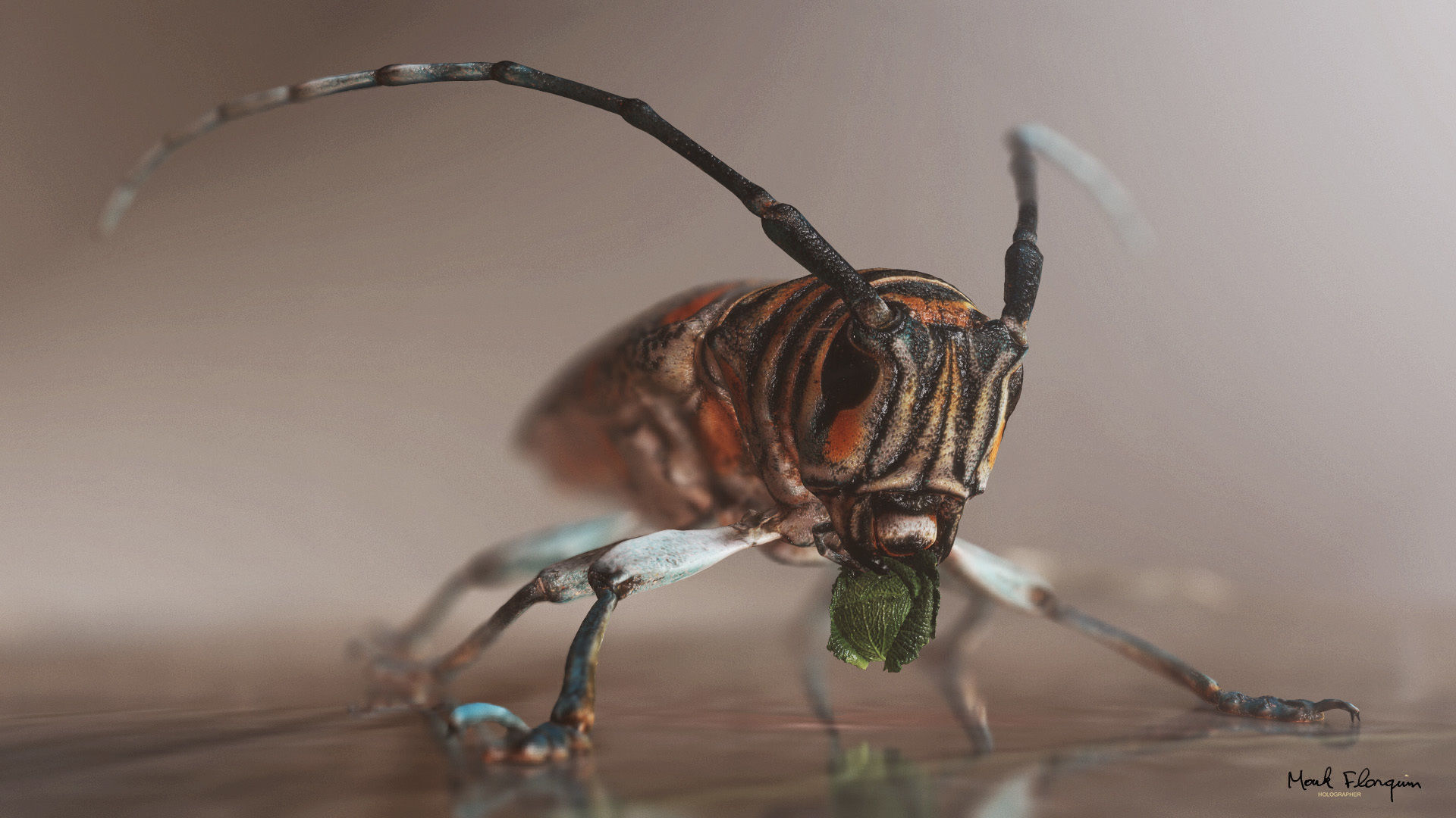 Rigged Insect Zographus Regalis Centralis Low-poly 3D model_2