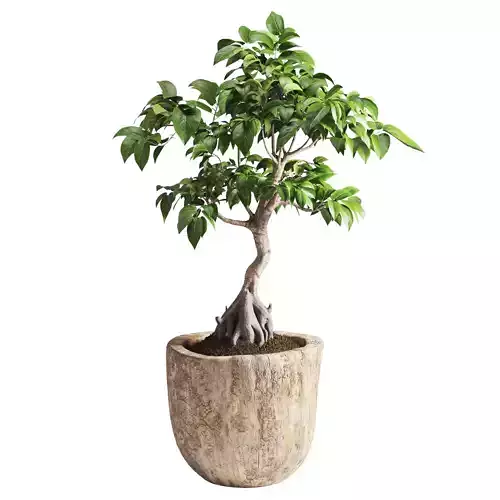 Ficus Audrey Bonsai