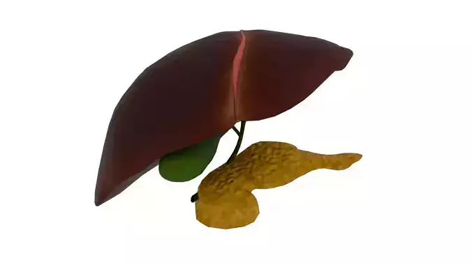 Liver