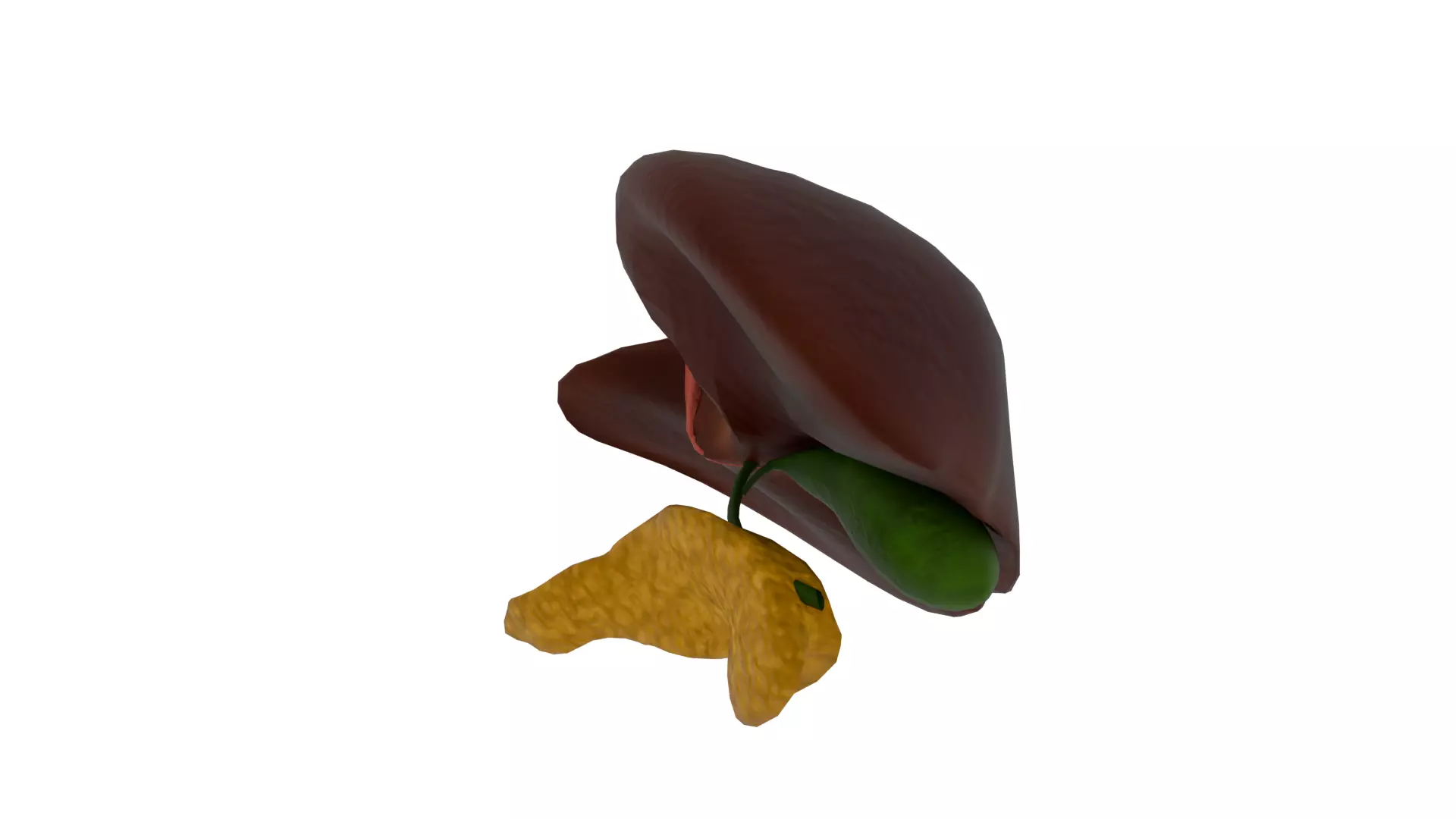 Liver 3D model_1