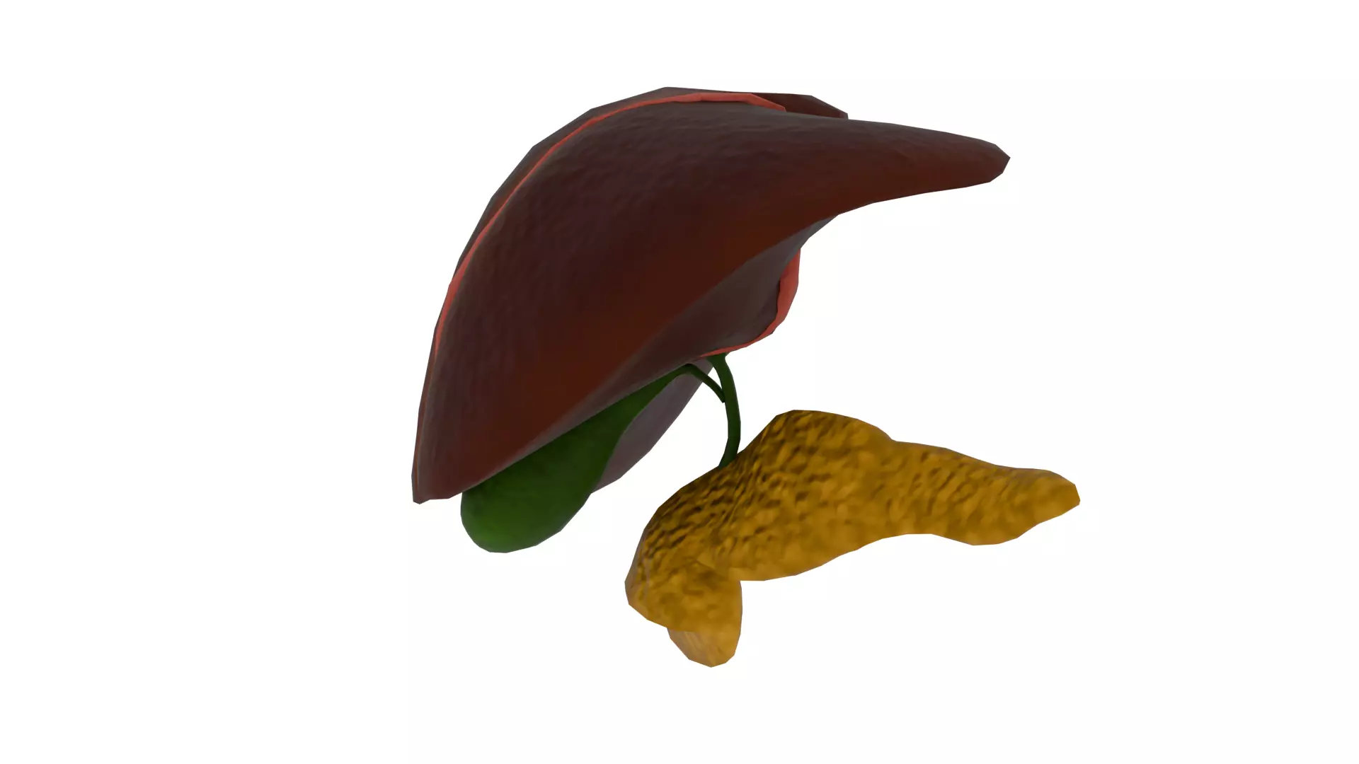 Liver 3D model_2
