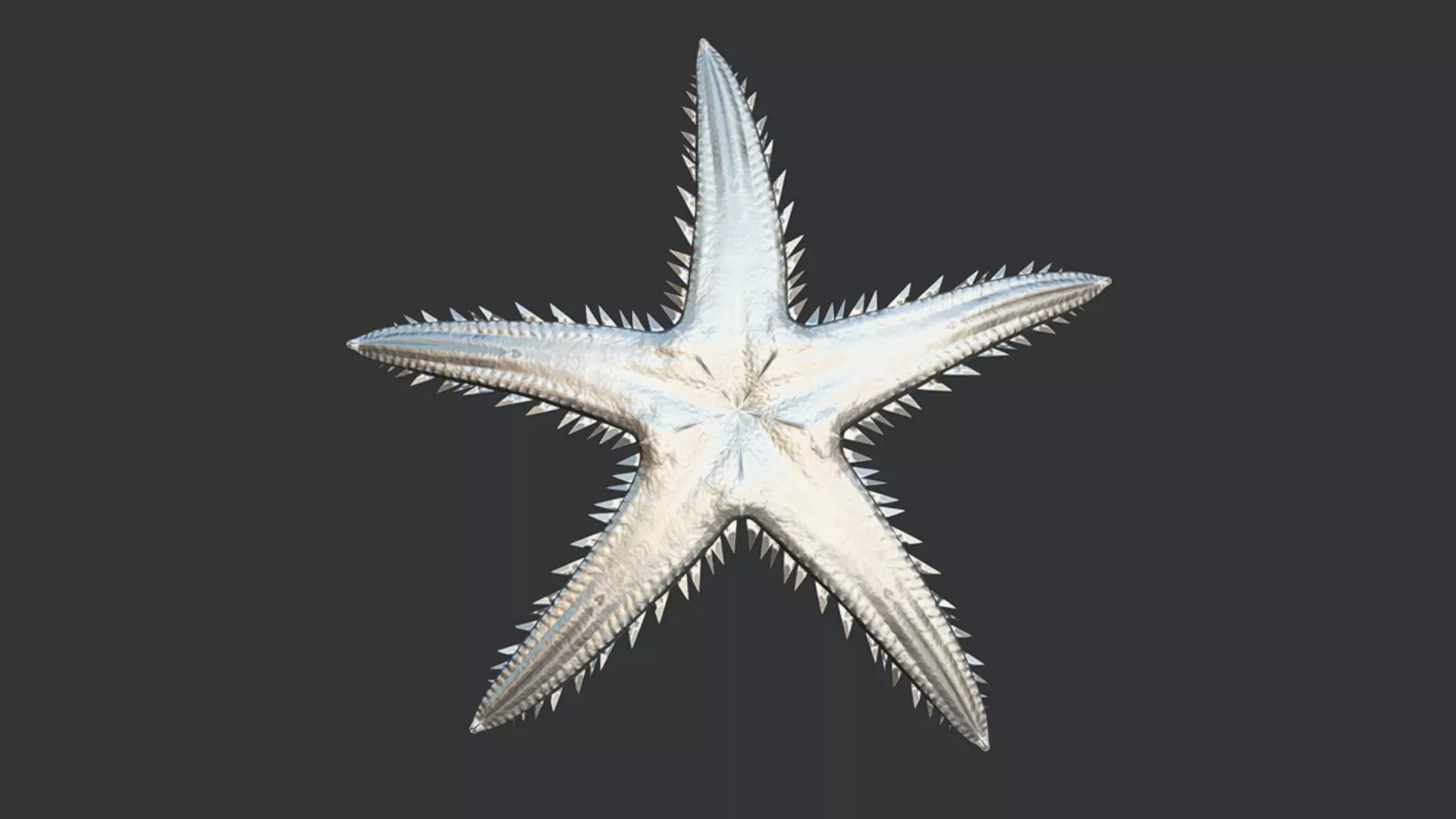 Realistic Sea Star - Starfish  Animated 3D model_8