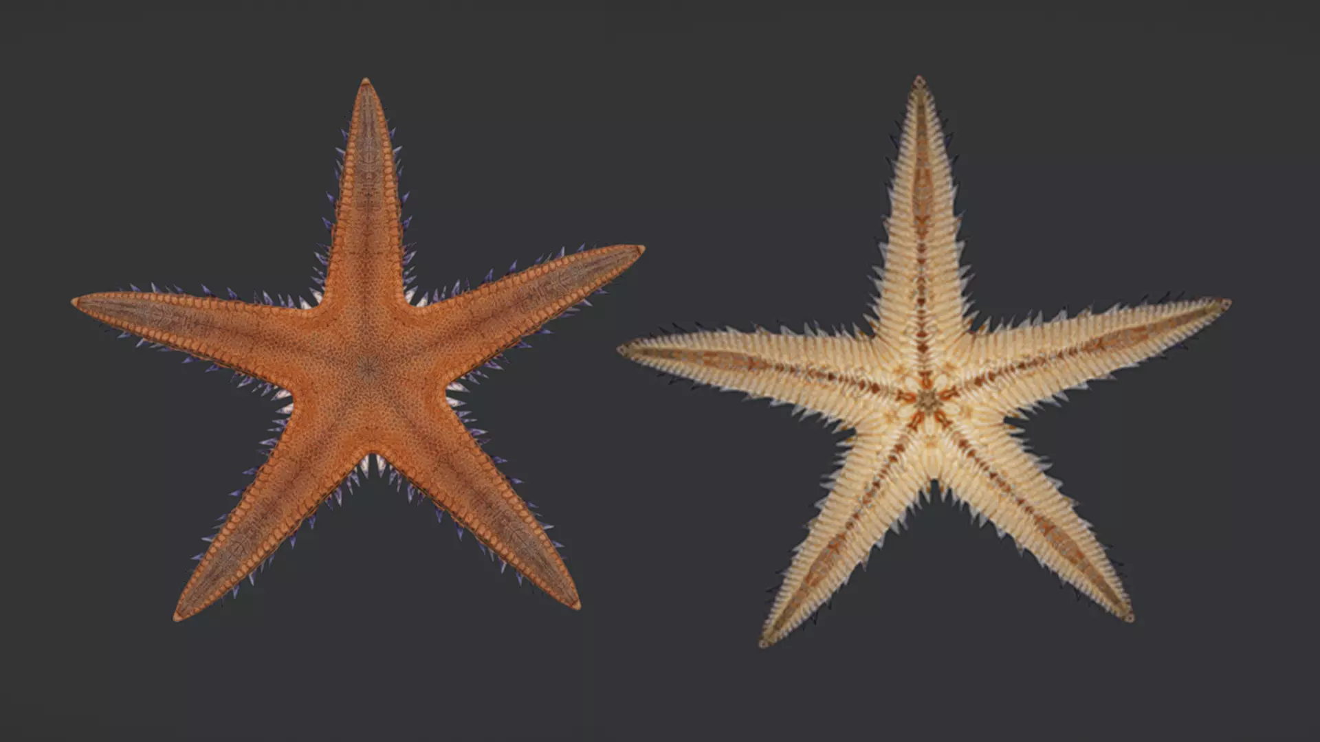 Realistic Sea Star - Starfish  Animated 3D model_10