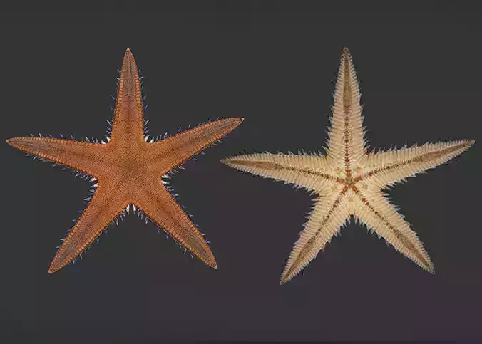 Realistic Sea Star - Starfish  Animated 3D model