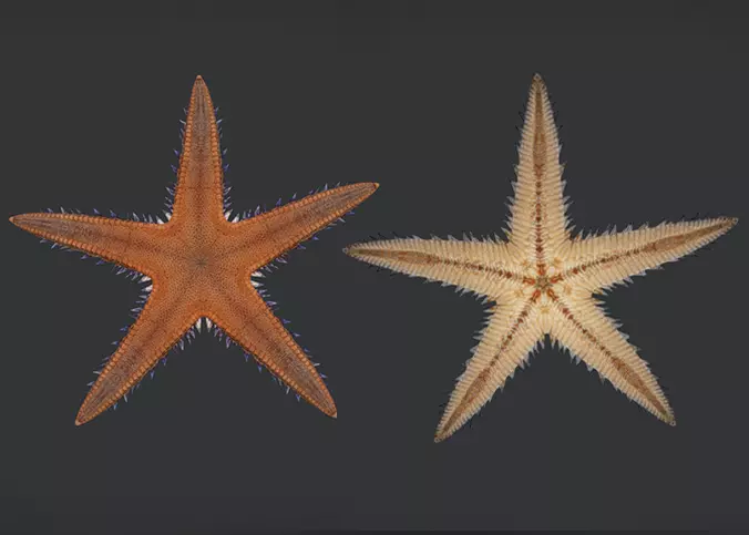 Realistic Sea Star - Starfish  Animated 3D model_0