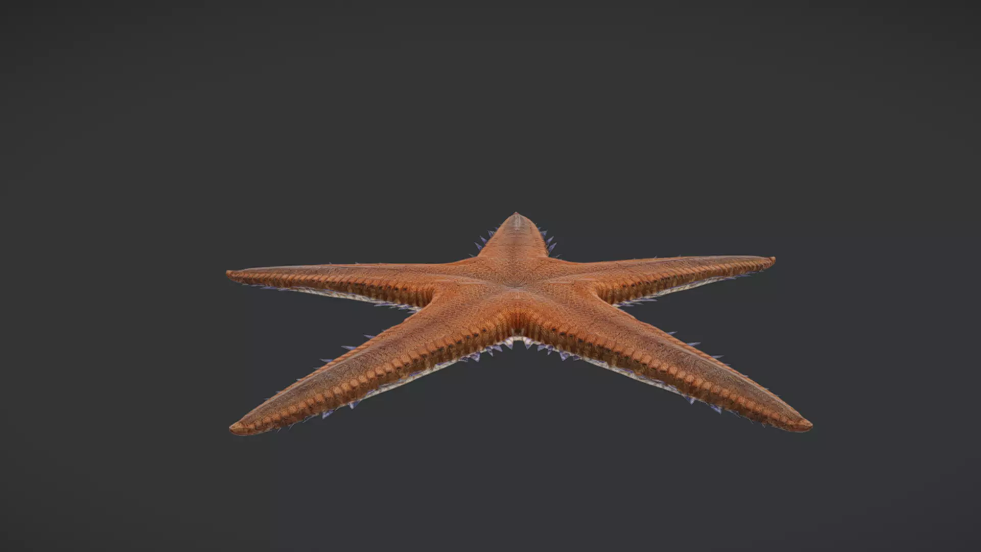 Realistic Sea Star - Starfish  Animated 3D model_4