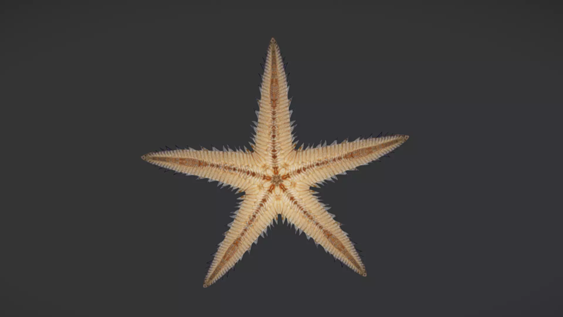 Realistic Sea Star - Starfish  Animated 3D model_5